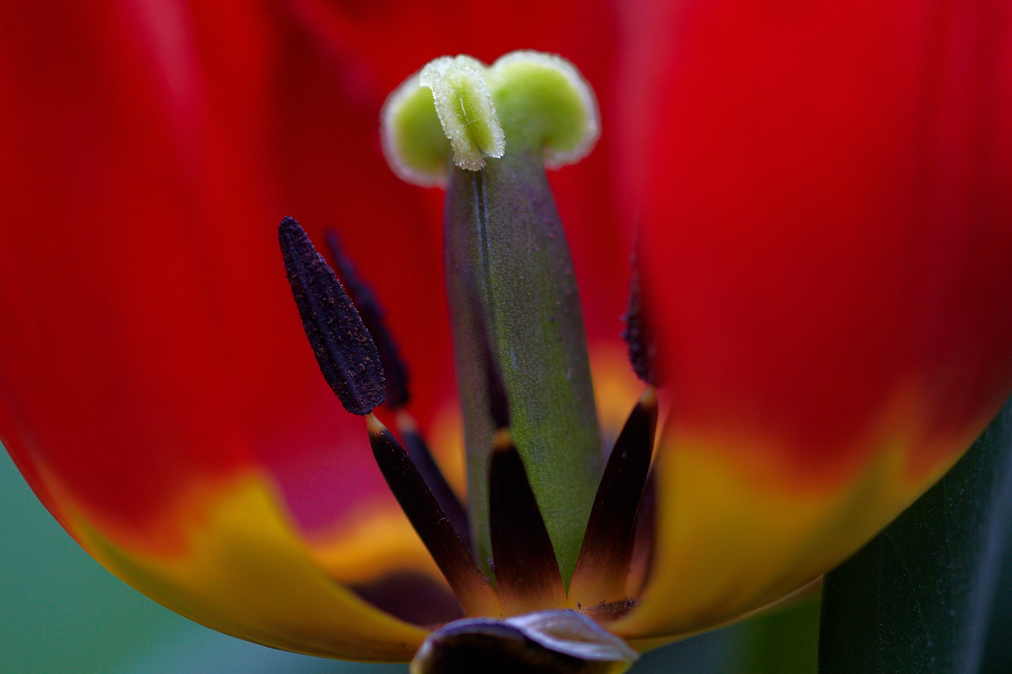 Tulpe